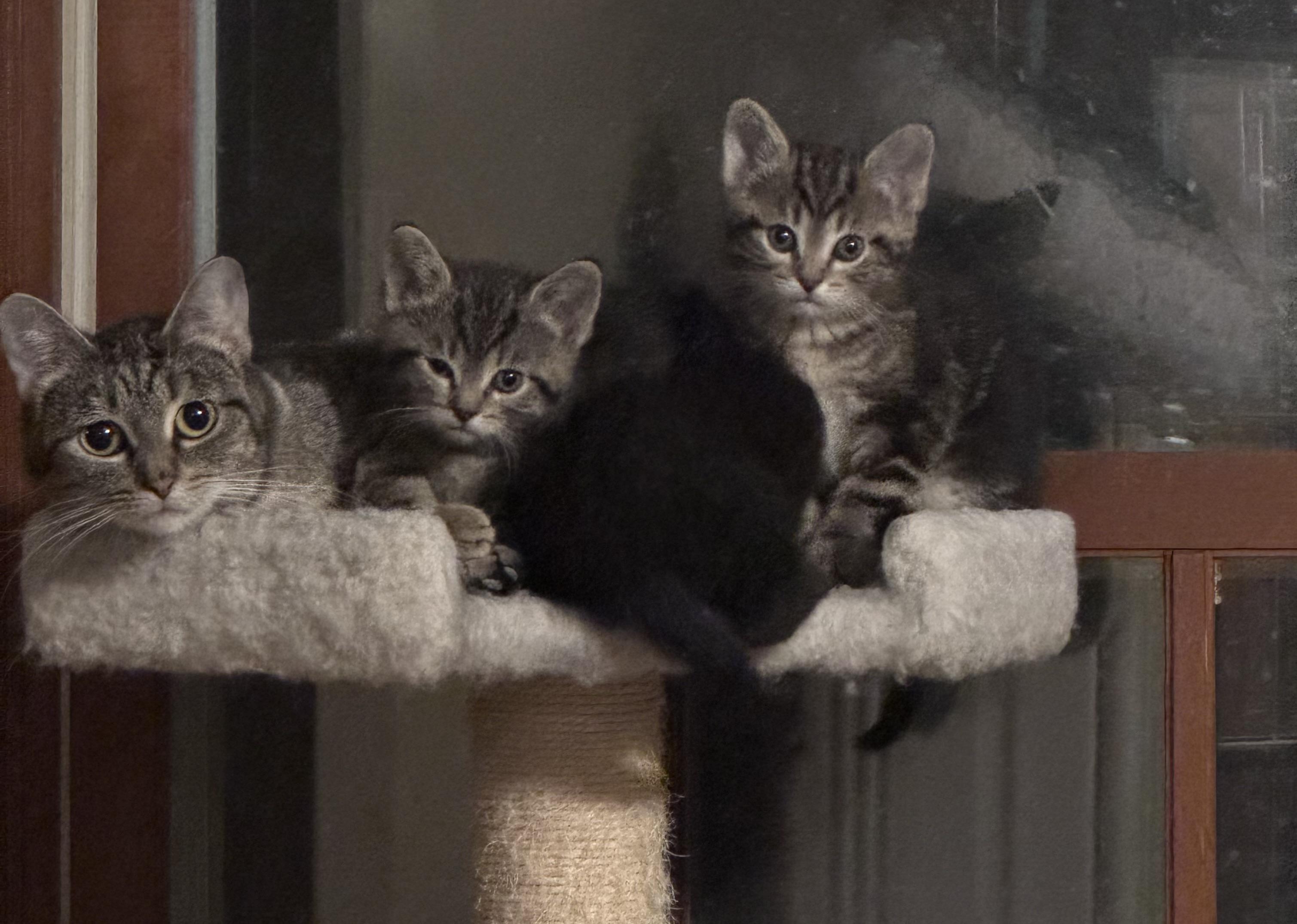 Enlarge MJ, a Adoptable mixed breed in Crystal Lake, IL image 2/2