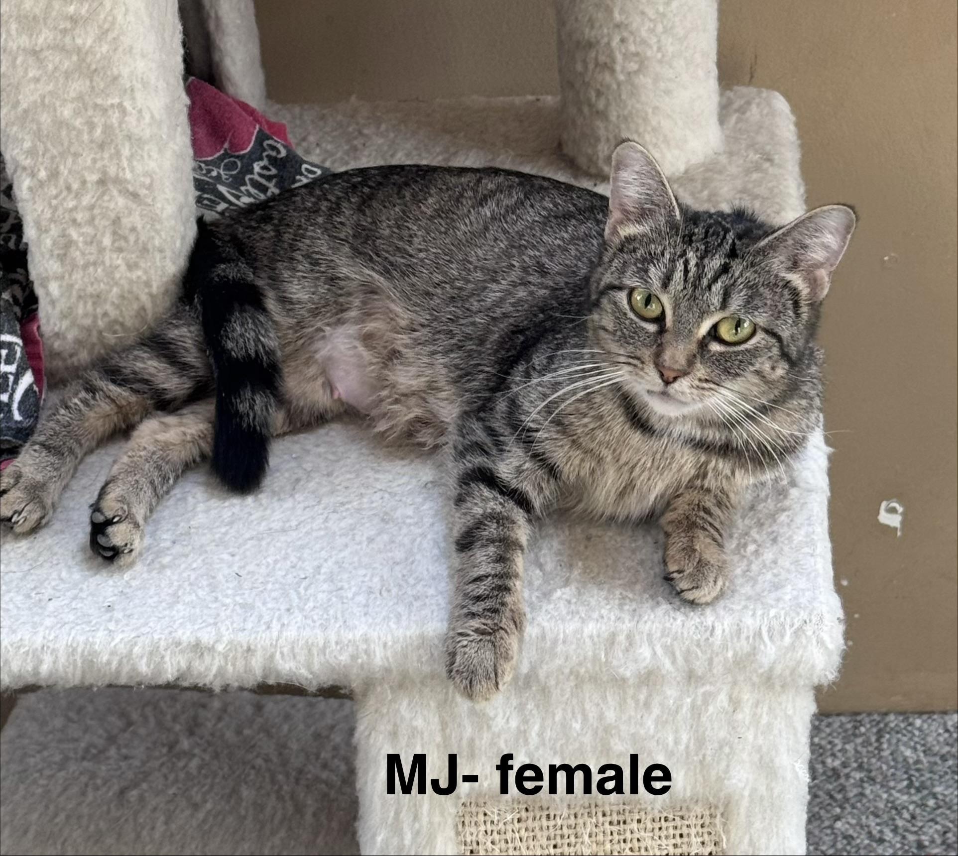 MJ, Adoptable, Young Female Tabby.
