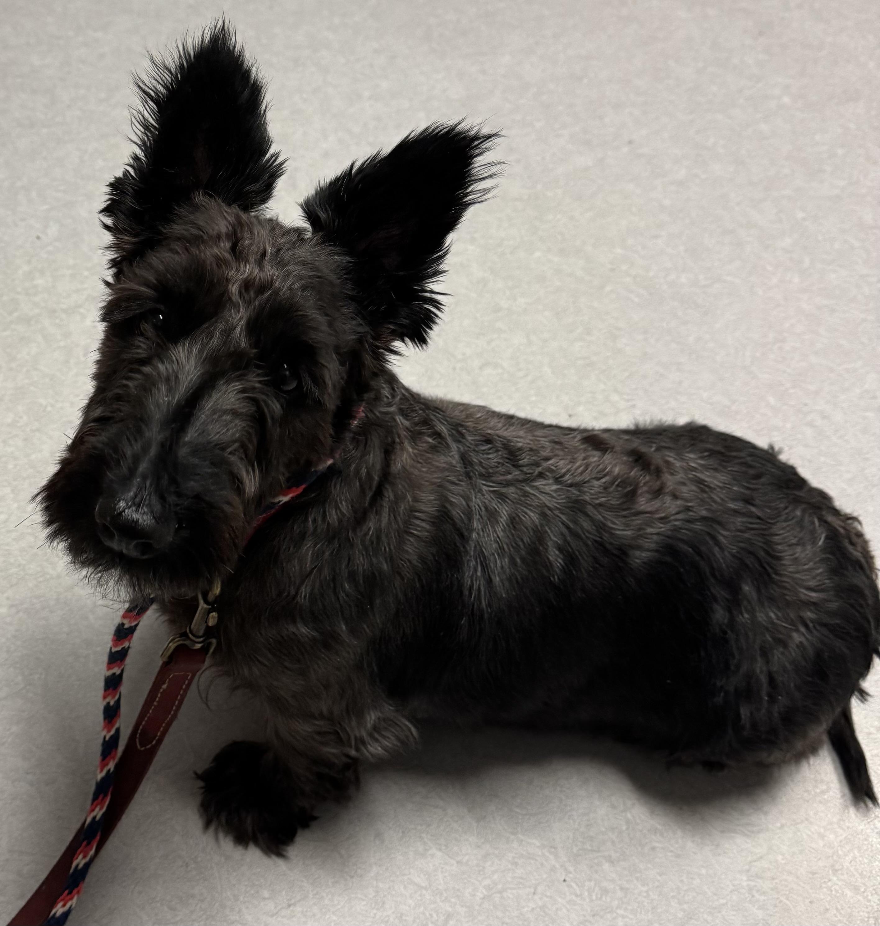 Brandy, a Adoptable Scottish Terrier in Rockaway, NJ image 1/3