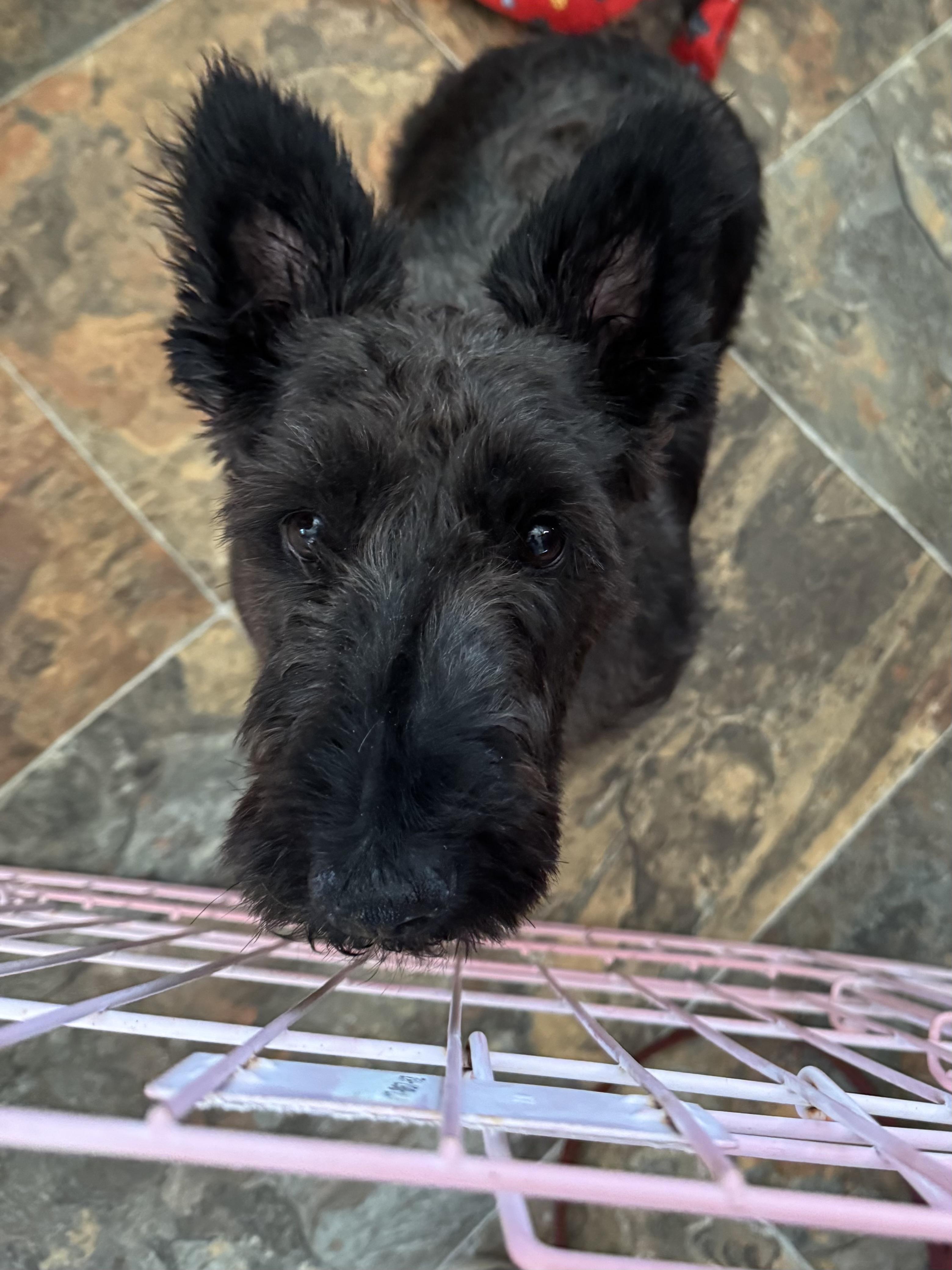 Brandy, a Adoptable Scottish Terrier in Rockaway, NJ image 2/3