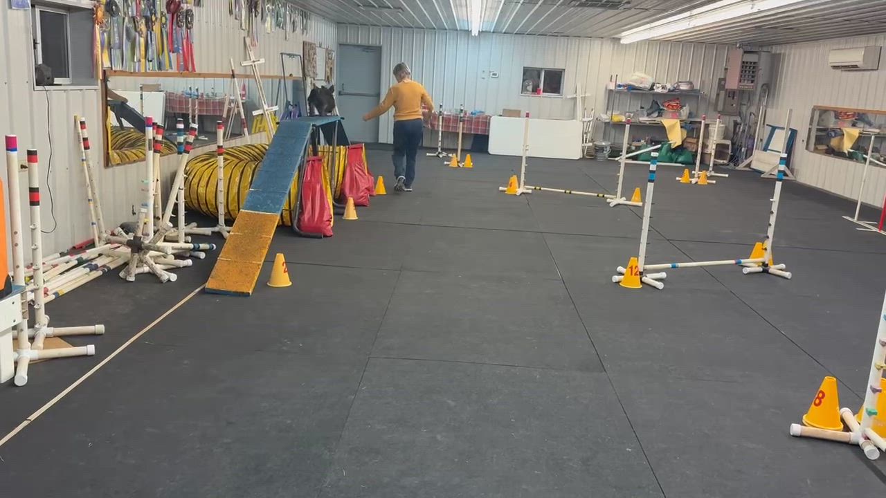 Enlarge Brandy, an adopted Scottish Terrier in Rockaway, NJ video 4/4