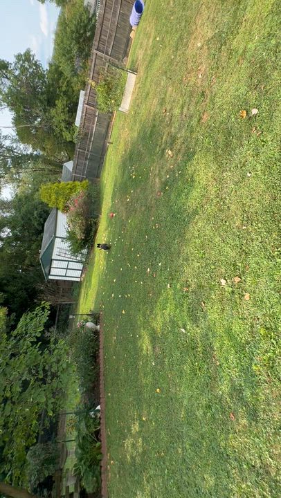 Enlarge Brandy, a Adoptable Scottish Terrier in Rockaway, NJ video 3/3