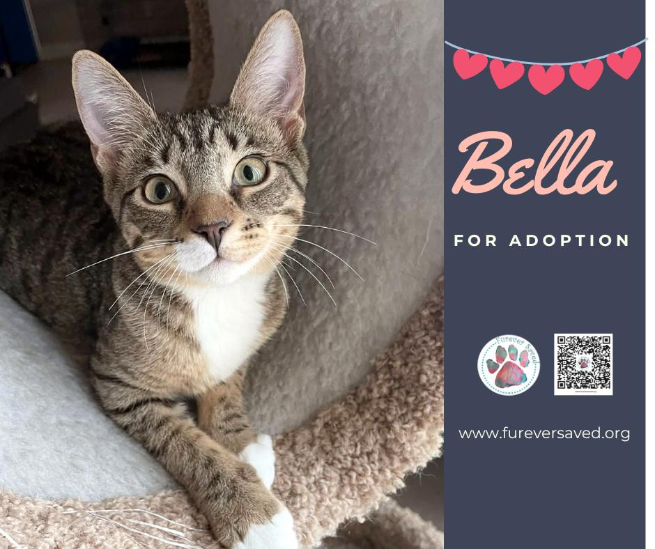 Bella, ADOPTABLE, Kitten Female Domestic Short Hair.