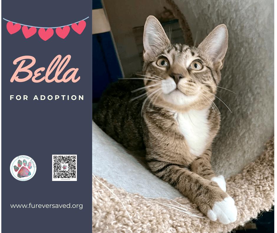 Enlarge Bella, a ADOPTABLE Domestic Short Hair in Miami, FL image 4/4