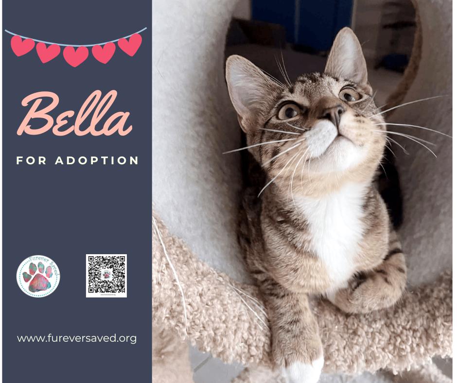 Enlarge Bella, a ADOPTABLE Domestic Short Hair in Miami, FL image 2/4