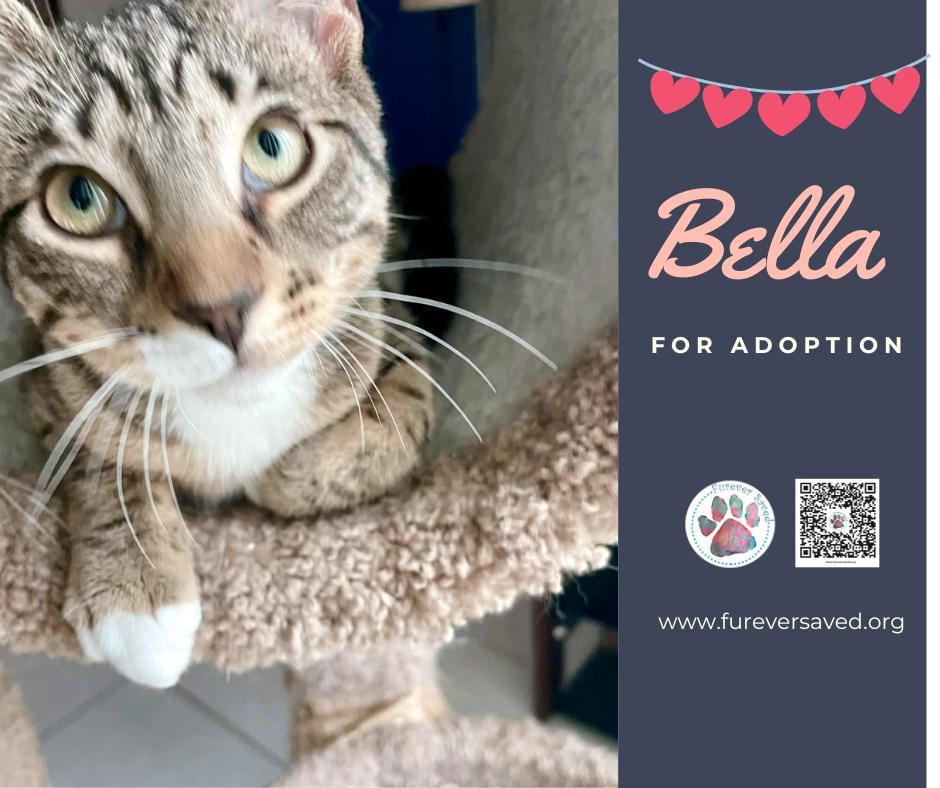 Enlarge Bella, a ADOPTABLE Domestic Short Hair in Miami, FL image 3/4