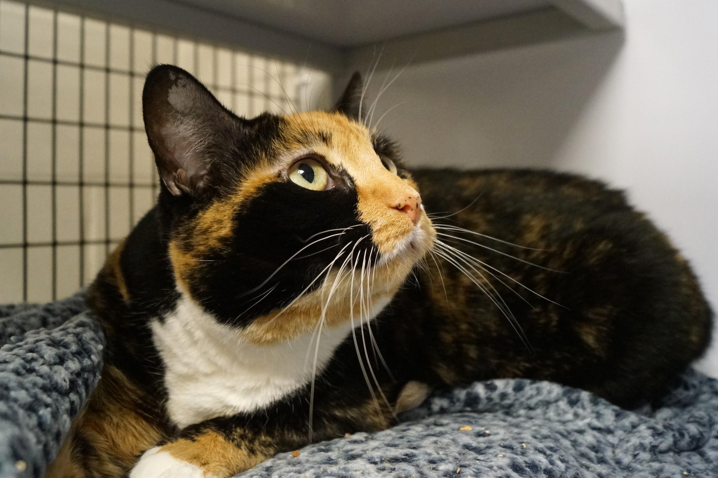 Tamerlane, Adult Female unknown