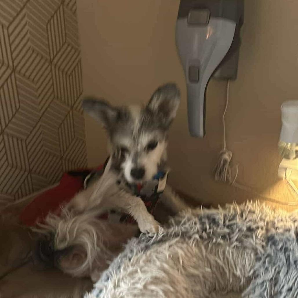 Enlarge Samantha OS NV, a Adoptable Maltese in Las Vegas, NV image 1/2