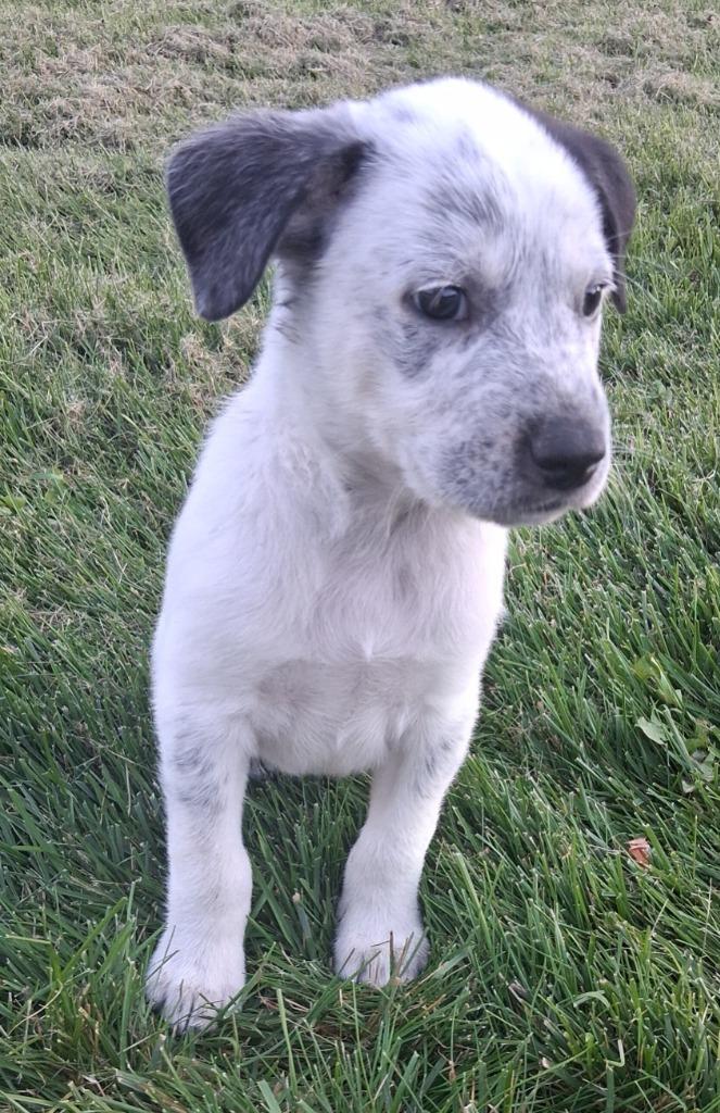 Lunar/6, Adoptable, Puppy Male Cattle Dog & German Shepherd Dog.