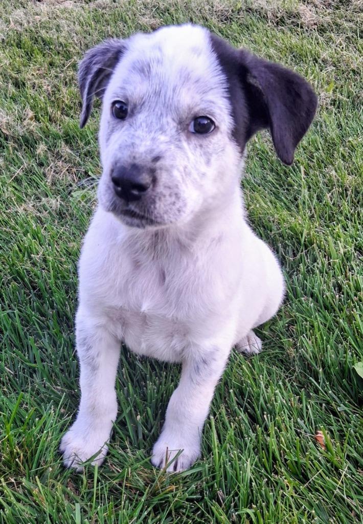 Enlarge Lunar/6, a Adoptable mixed breed in Thompson Falls, MT image 2/3