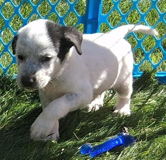 Enlarge Lunar/6, a Adoptable mixed breed in Thompson Falls, MT image 3/3