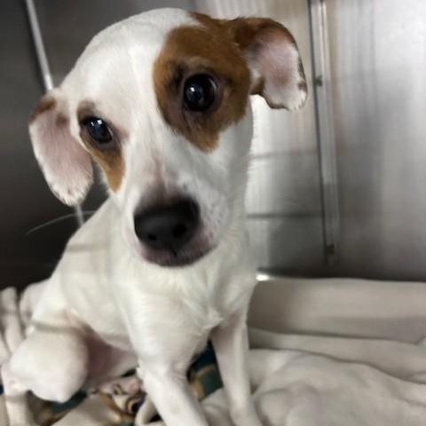 Enlarge Kiya, an adopted mixed breed in Allegan, MI image 1/1