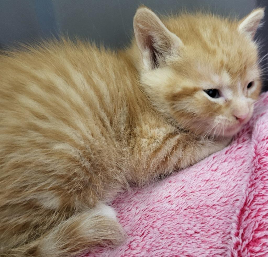 Simon, Adoptable, Kitten Male Domestic Short Hair.