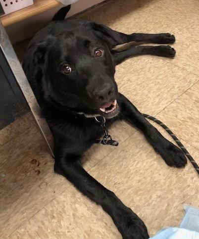 Rocky, Adoptable, Young Male Labrador Retriever.