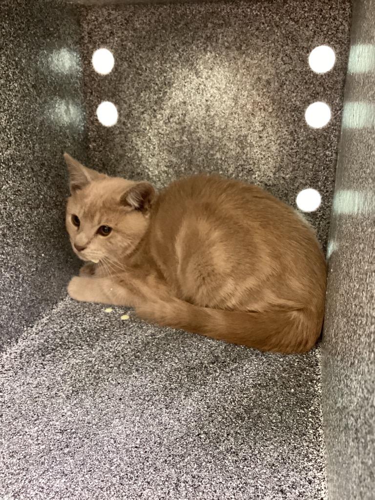 Bear, Adoptable, Young Male Domestic Short Hair.