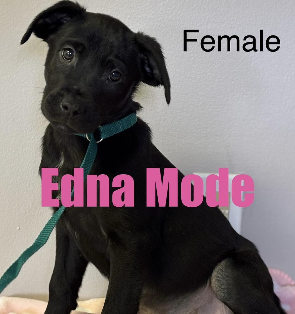 Edna Mode, Adoptable, Puppy Female Labrador Retriever & Terrier.