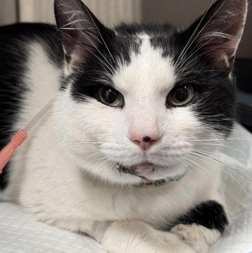 Enlarge George, an adoptable mixed breed in North Kingstown, RI image 4/6