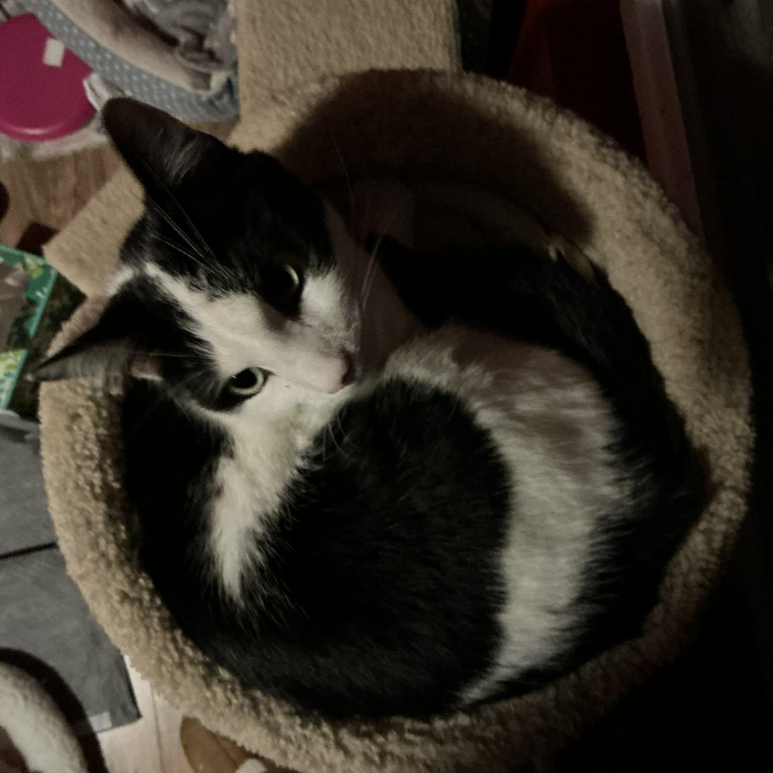 Enlarge George, an adoptable mixed breed in North Kingstown, RI image 2/6