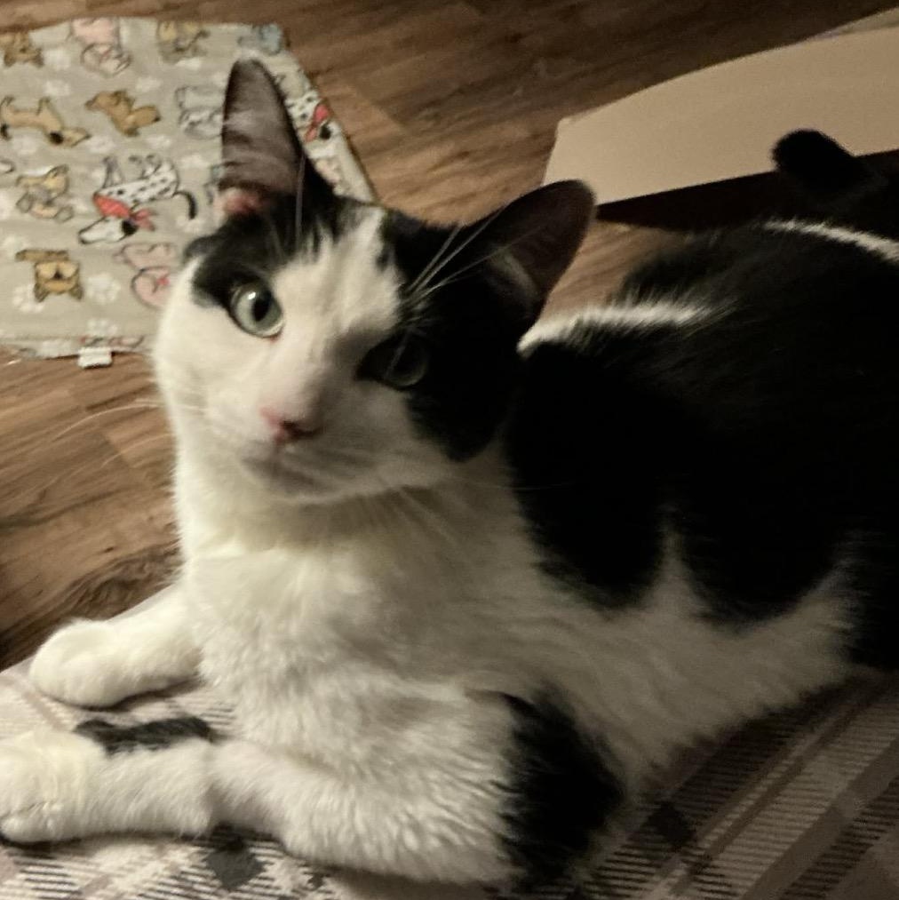 George, adoptable, Young Male Domestic Short Hair & Tuxedo.