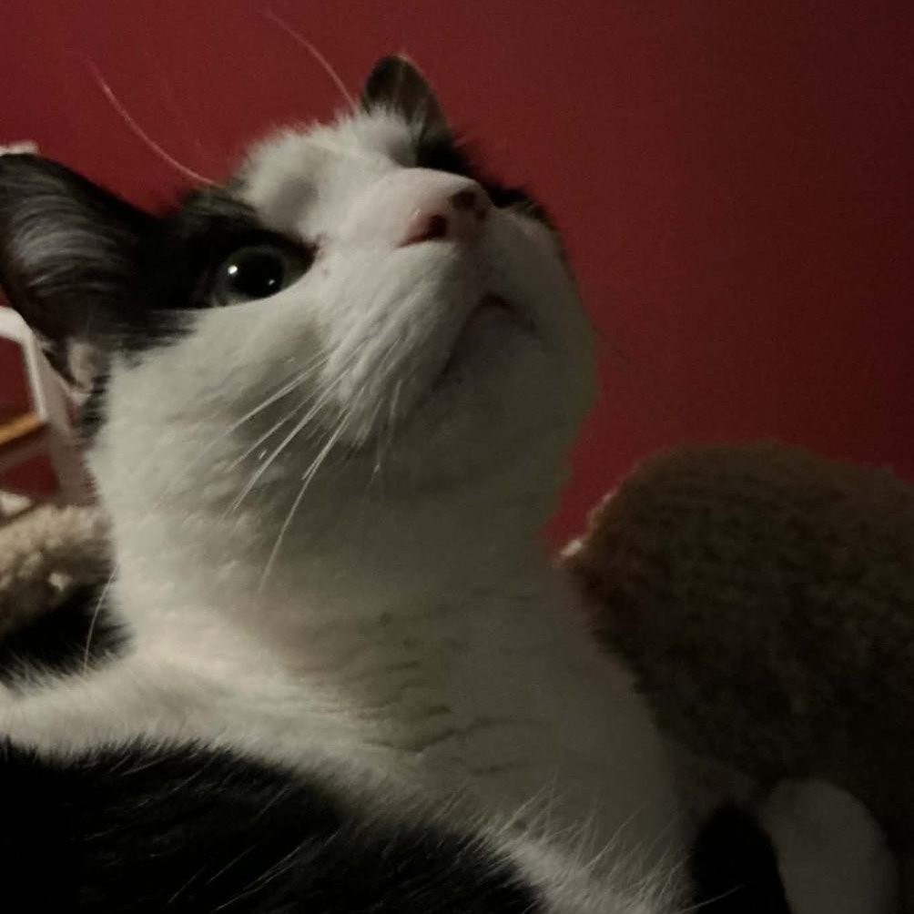 Enlarge George, an adoptable mixed breed in North Kingstown, RI image 6/6