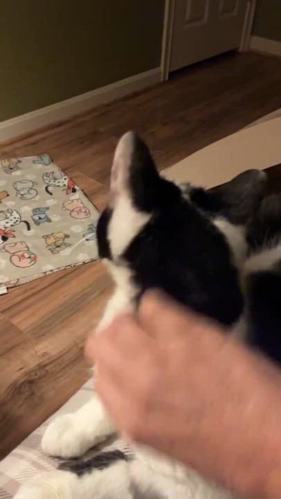 Enlarge George, an adoptable mixed breed in North Kingstown, RI video 5/6