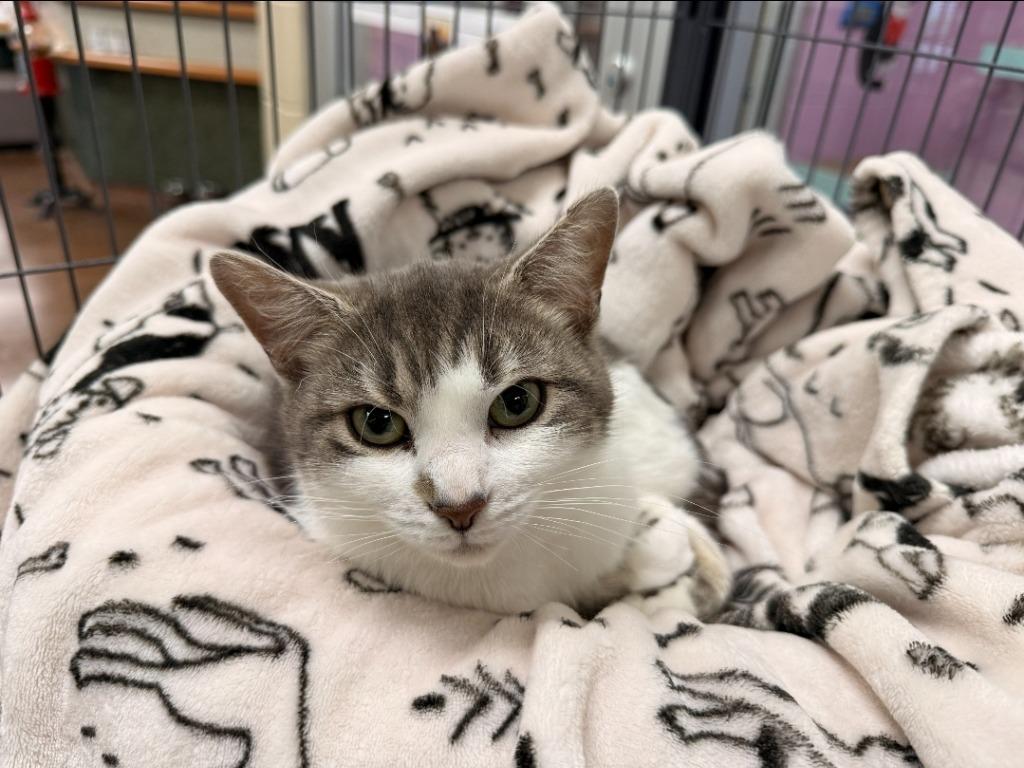 Violet, Adoptable, Adult Female Domestic Short Hair.