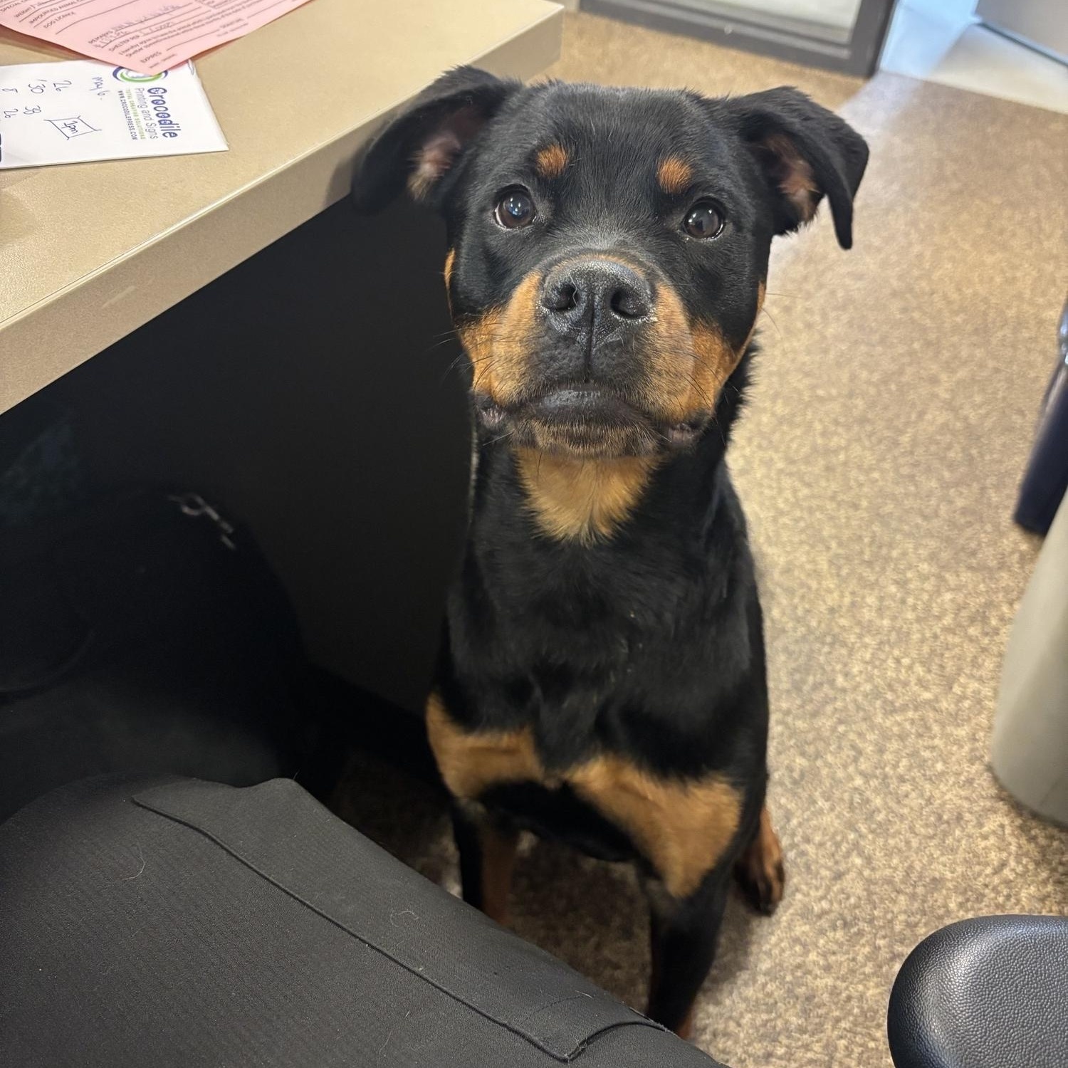 Prim DS-164/26, adopted, Young Female Rottweiler.