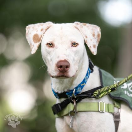 Mr. Worldwide, Adoptable, Young Male Hound & Mixed Breed.
