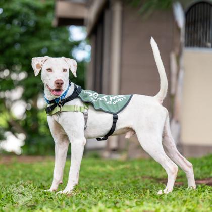 Mr. Worldwide, Adoptable, Young Male Hound & Mixed Breed.