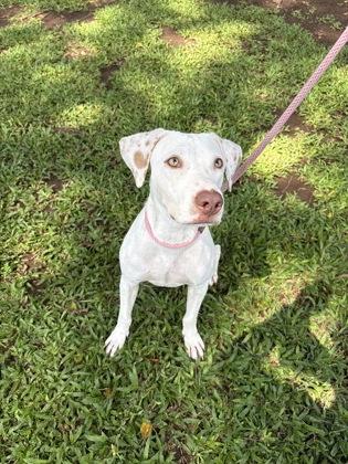 Mr. Worldwide, a Adoptable mixed breed in Honolulu, HI image 3/3