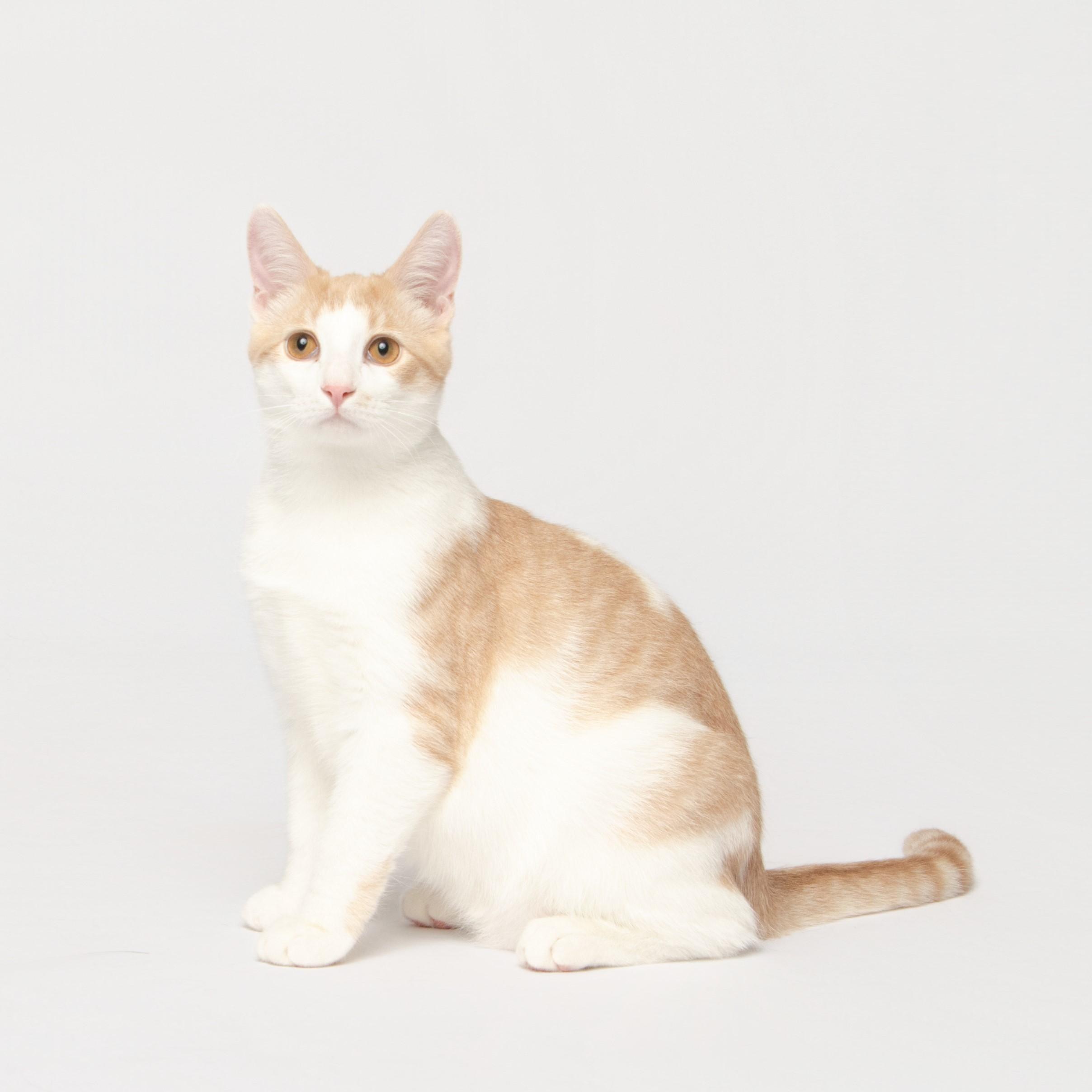 BUDDY HOLLY, an adoptable Domestic Short Hair in Grand Forks, ND, 58203 | Photo Image 1