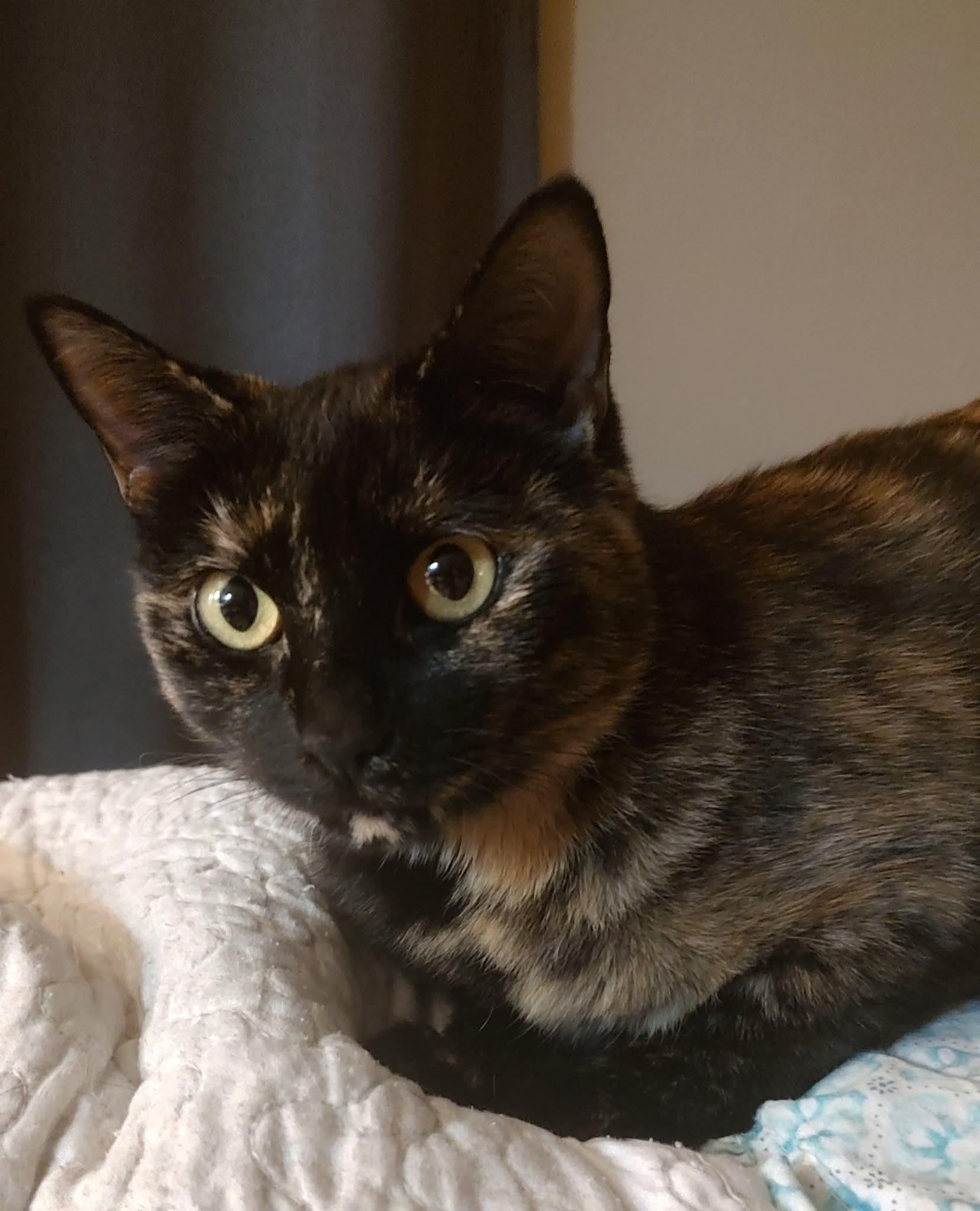 Veggie, Adoptable, Young Female Domestic Short Hair.