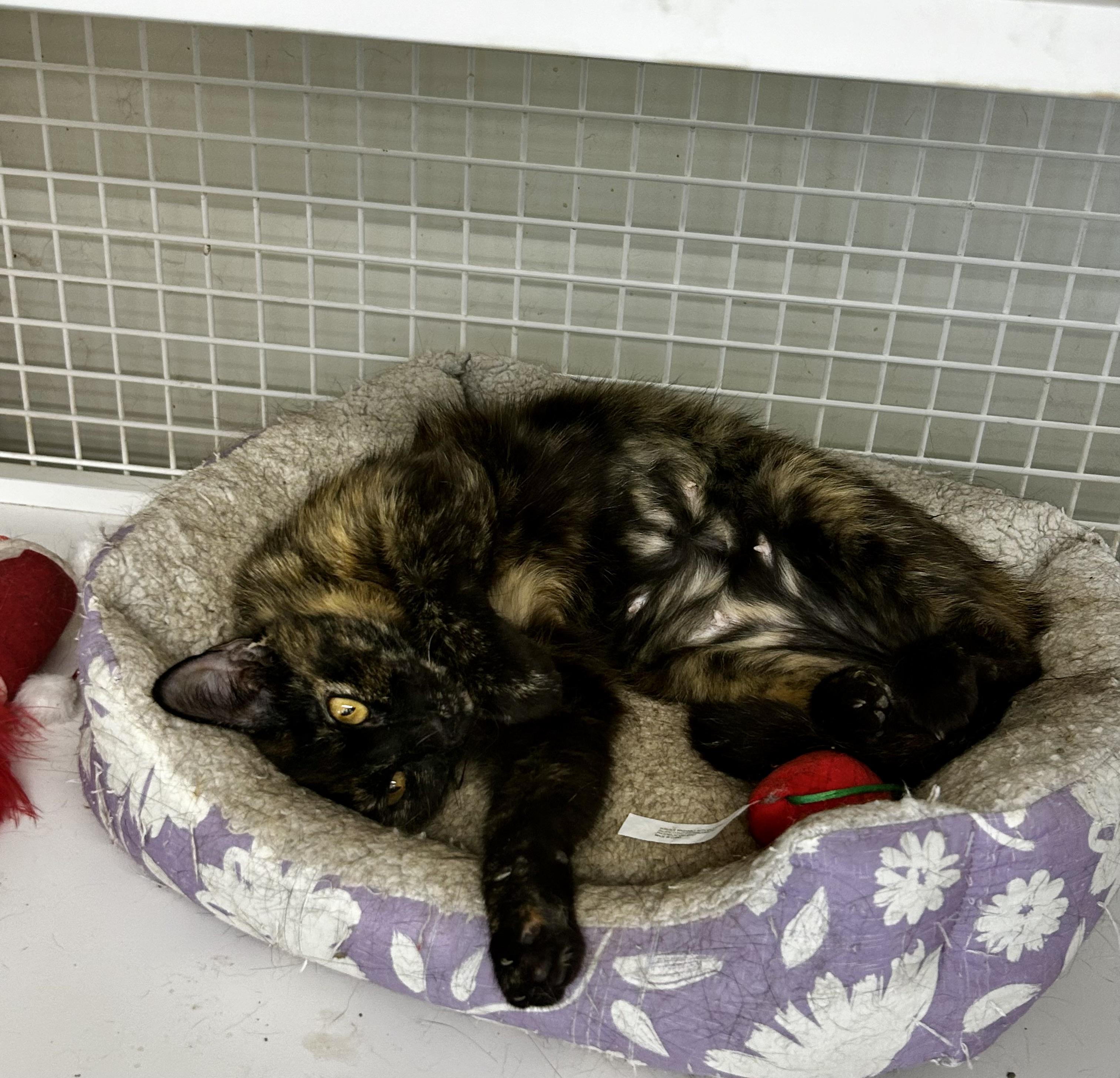 Enlarge Veggie, a Adoptable Domestic Short Hair in Beulaville, NC image 5/5