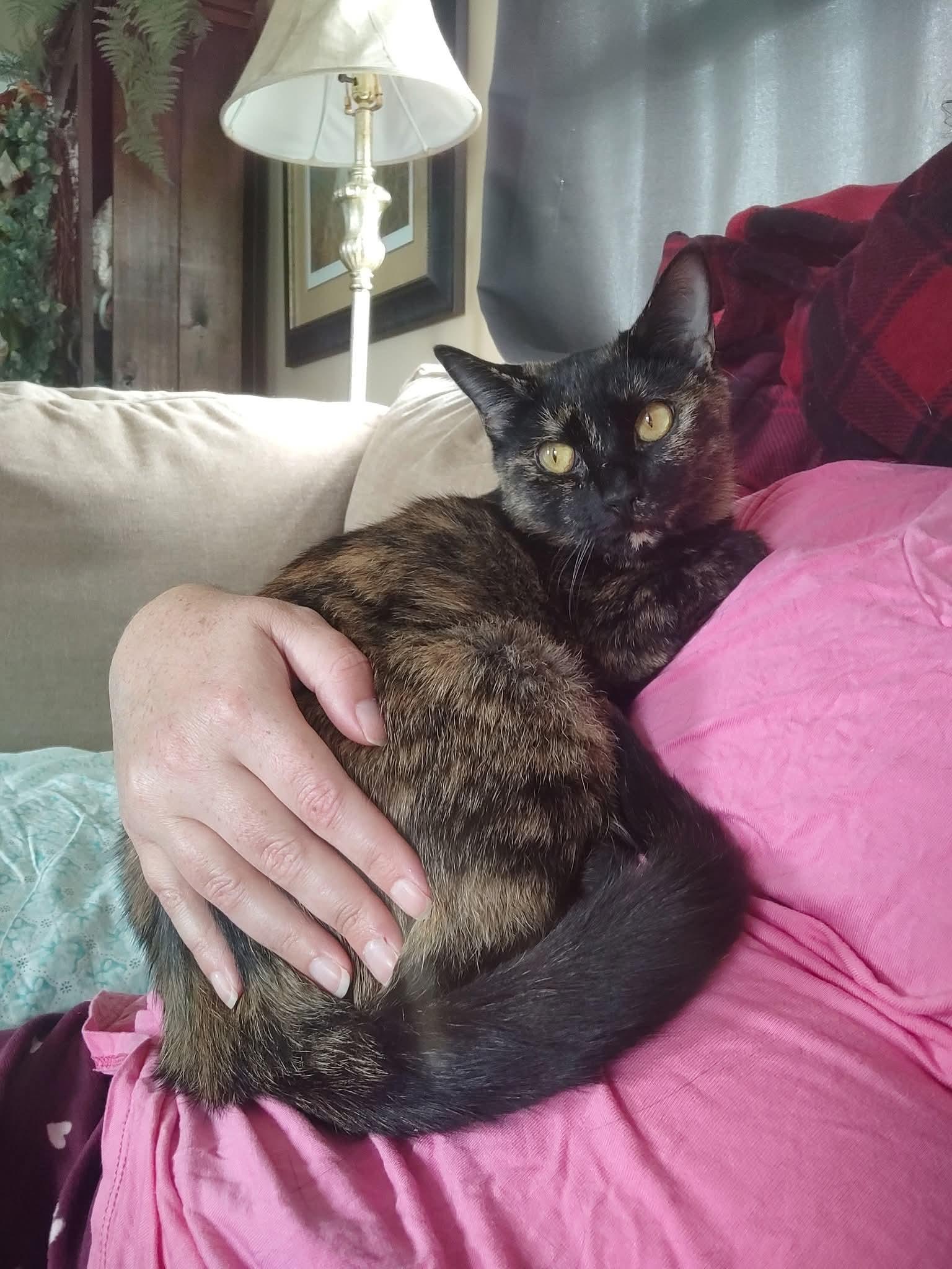 Enlarge Veggie, a Adoptable Domestic Short Hair in Beulaville, NC image 3/5