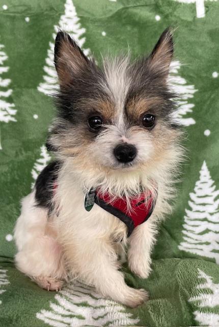 Enlarge Ren, an adopted Chihuahua in Memphis, TN image 4/4