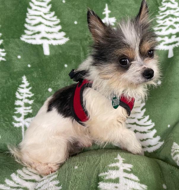 Enlarge Ren, an adopted Chihuahua in Memphis, TN image 3/4