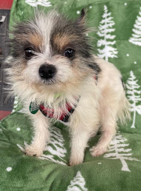 Enlarge Ren, an adopted Chihuahua in Memphis, TN image 2/4