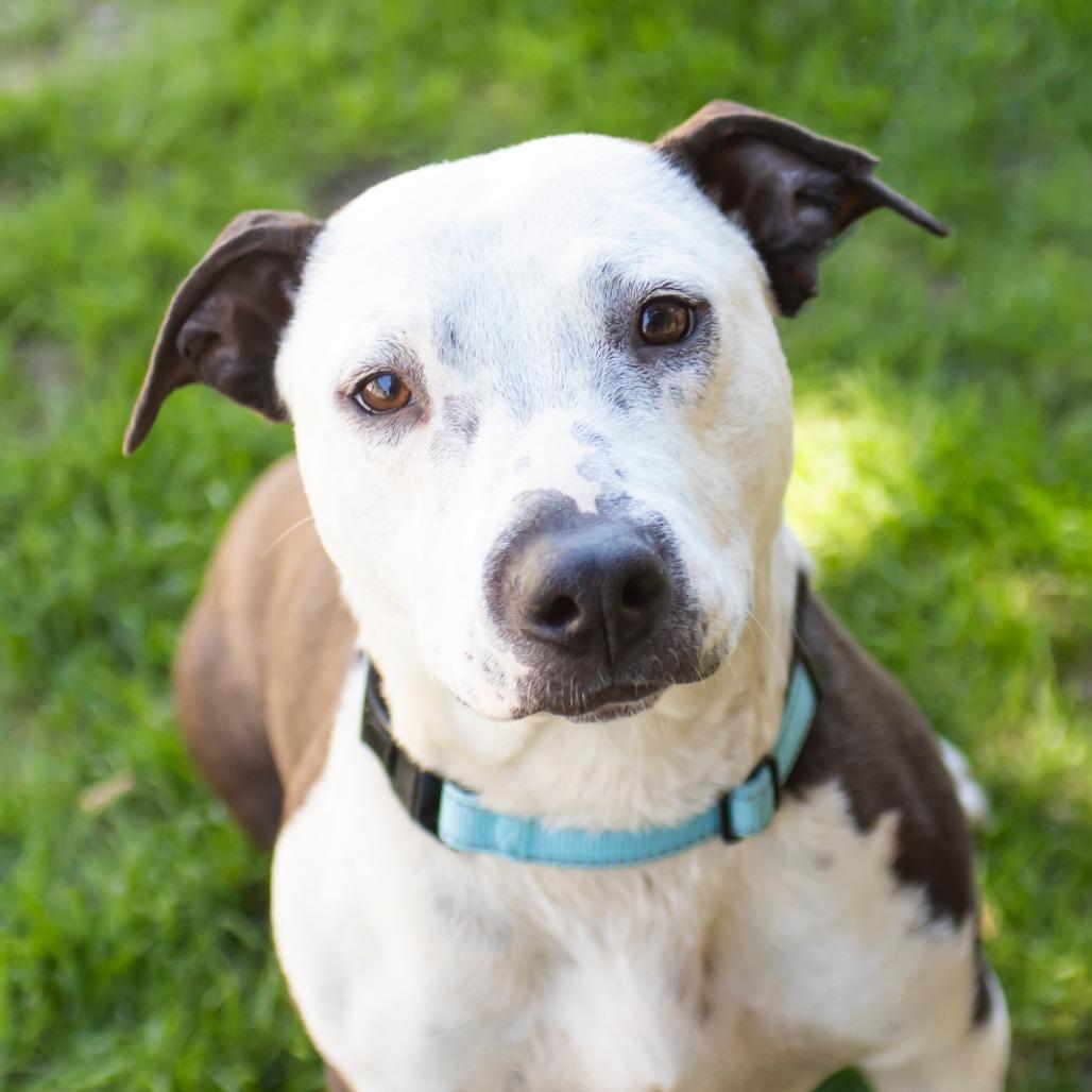 Thelma, Adoptable, Adult Female Mixed Breed.