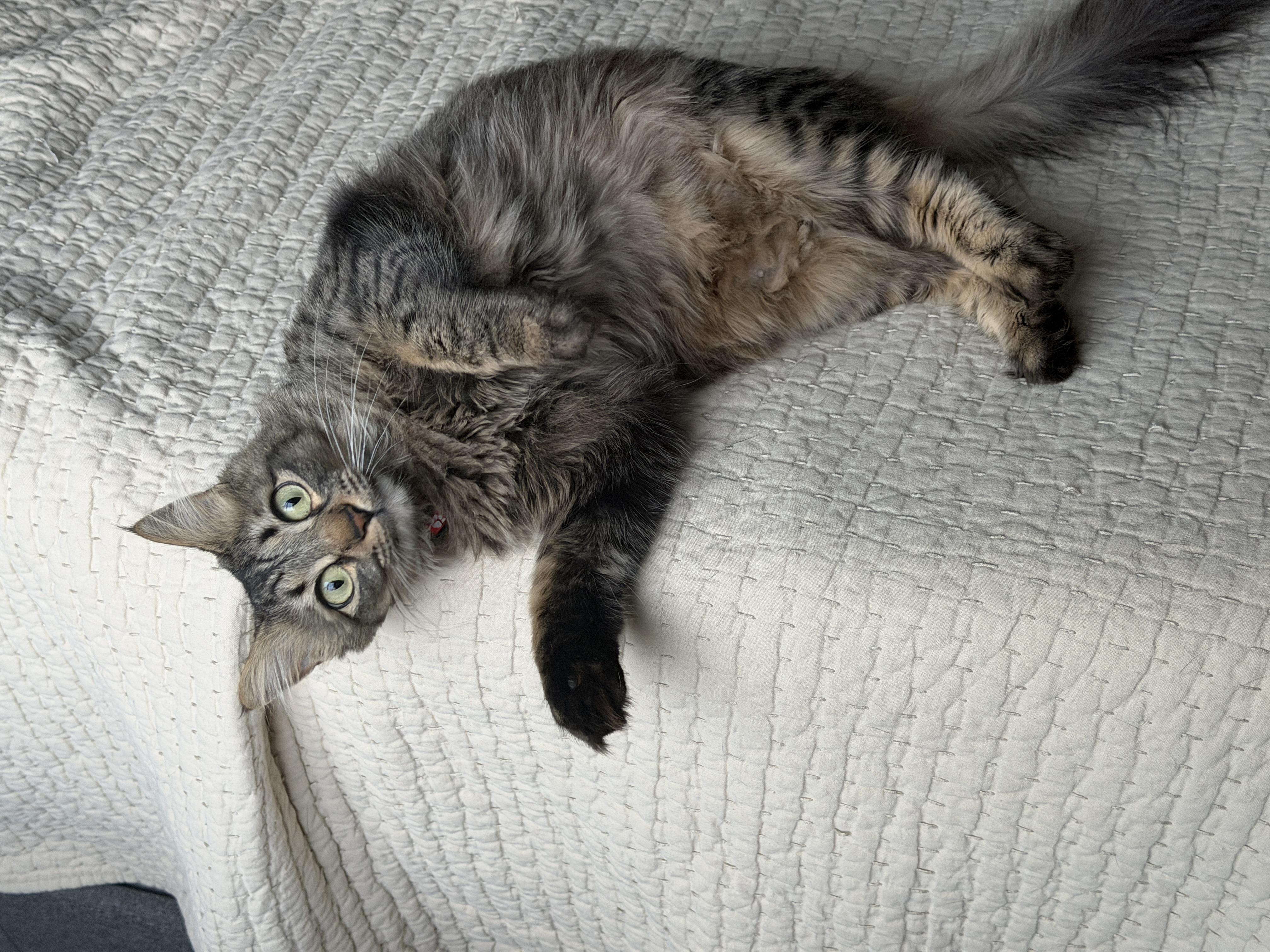 Momma Lola, an adoptable Tabby in Pasco, WA image 6/6