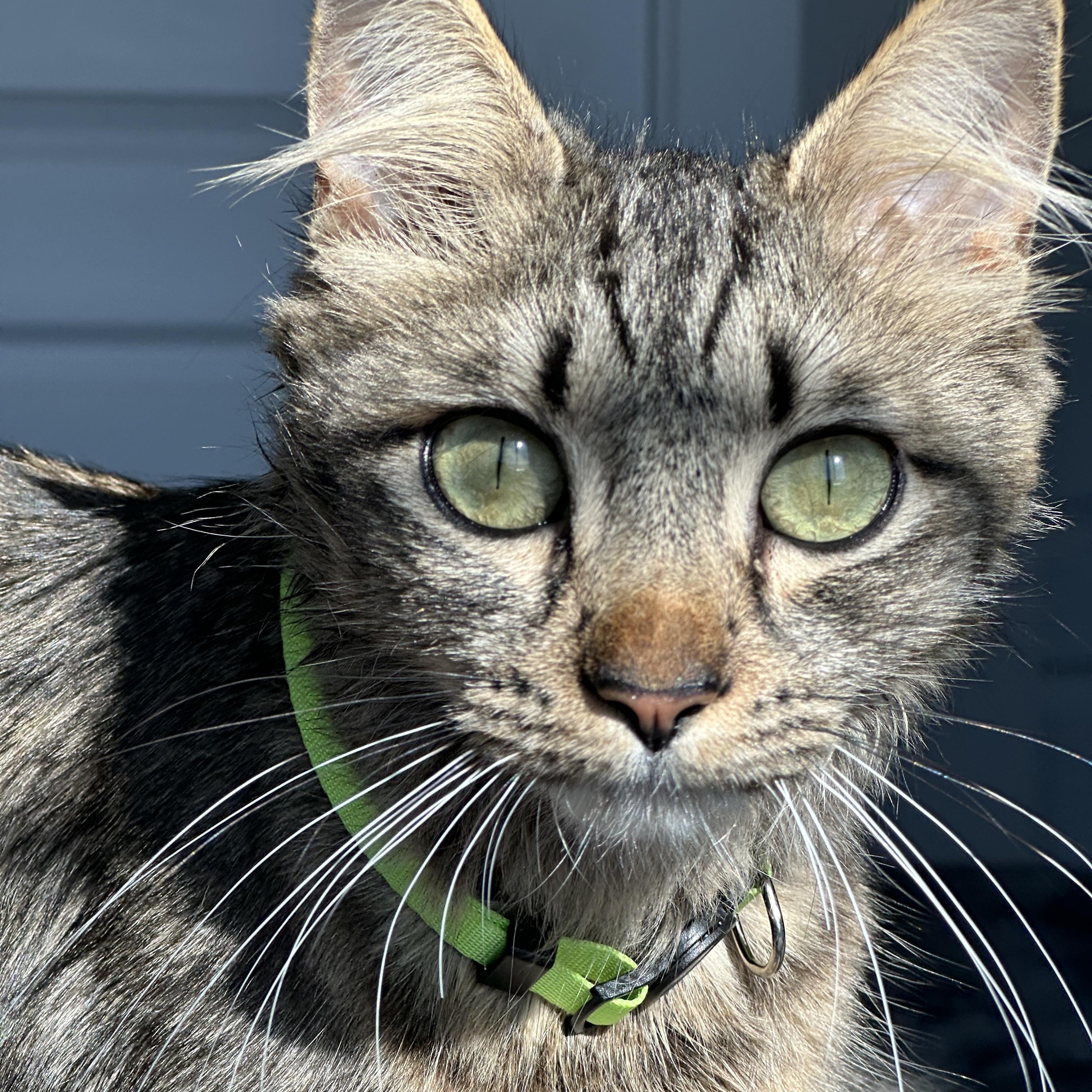 Enlarge Momma Lola, a ADOPTABLE Tabby in Pasco, WA image 1/4