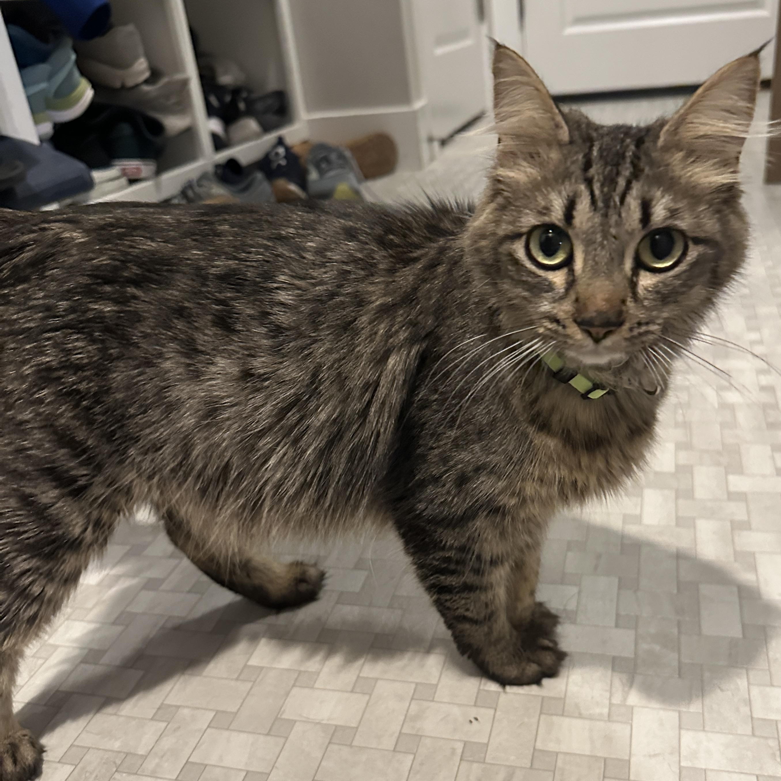 Enlarge Momma Lola, a ADOPTABLE Tabby in Pasco, WA image 2/4