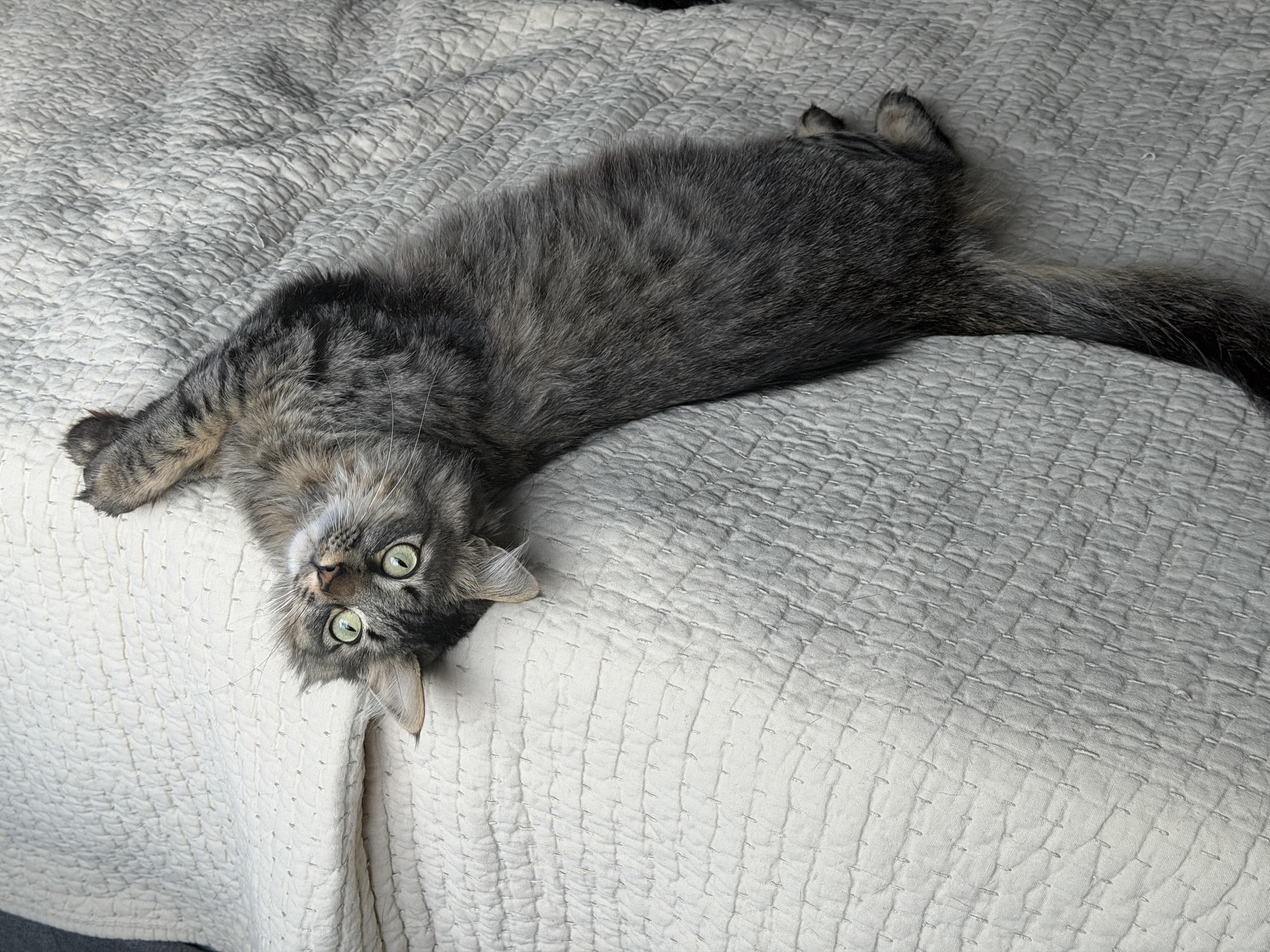 Momma Lola, an adoptable Tabby in Pasco, WA image 4/6