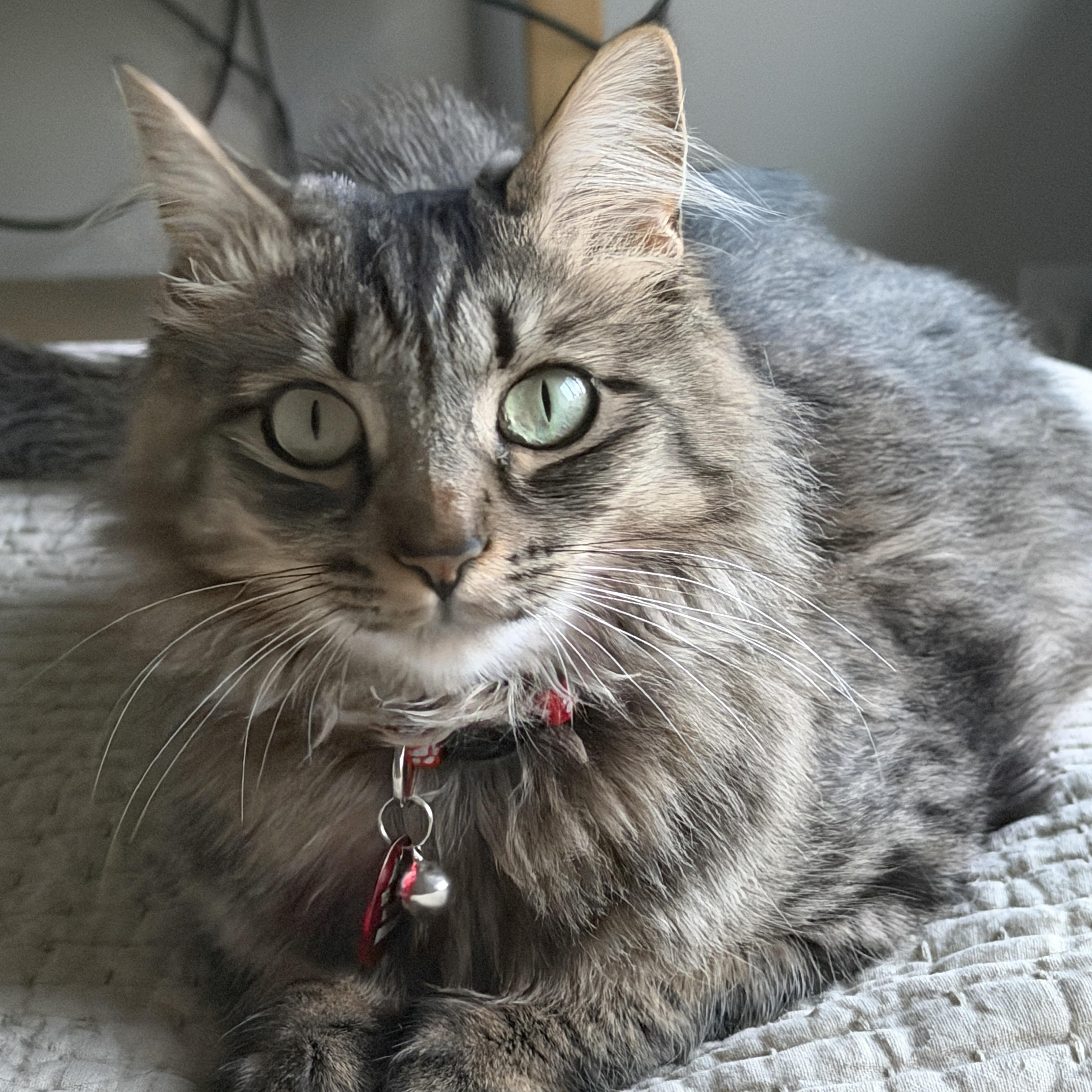 Momma Lola, adoptable, Adult Female Tabby.