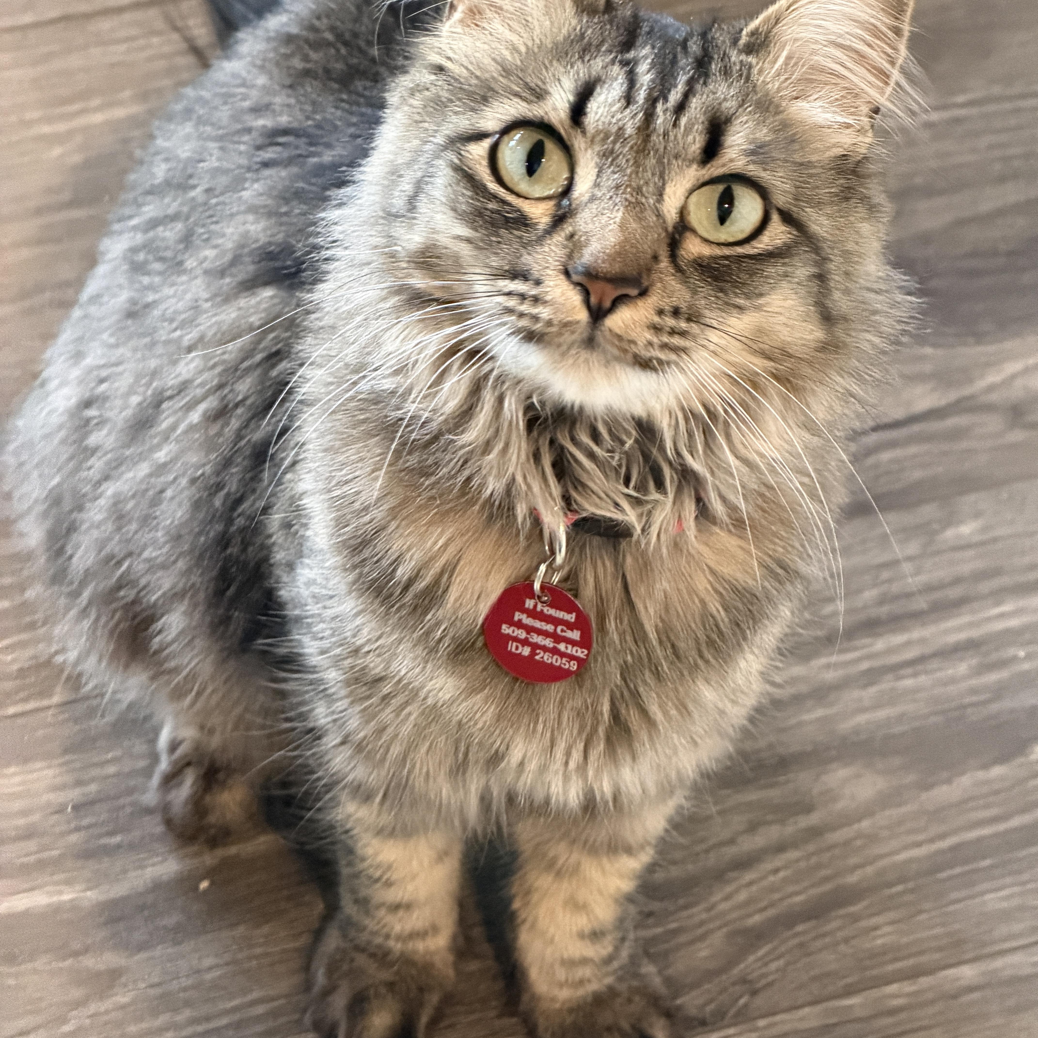 Momma Lola, an adoptable Tabby in Pasco, WA image 3/6