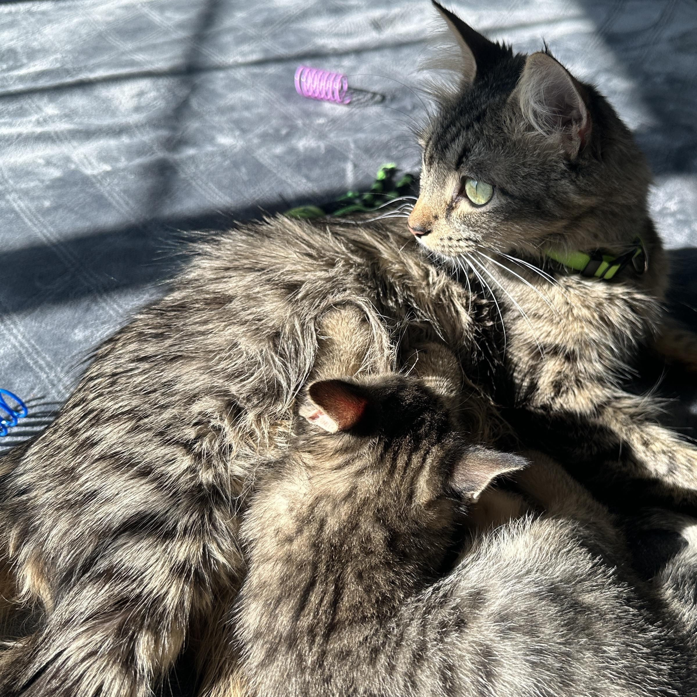 Enlarge Momma Lola, a ADOPTABLE Tabby in Pasco, WA image 4/4