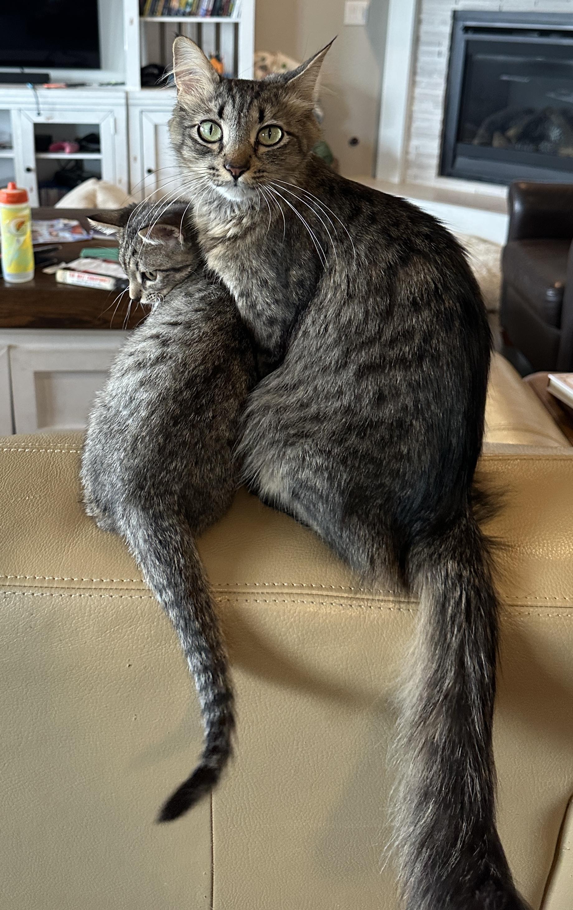 Enlarge Momma Lola, a ADOPTABLE Tabby in Pasco, WA image 1/5