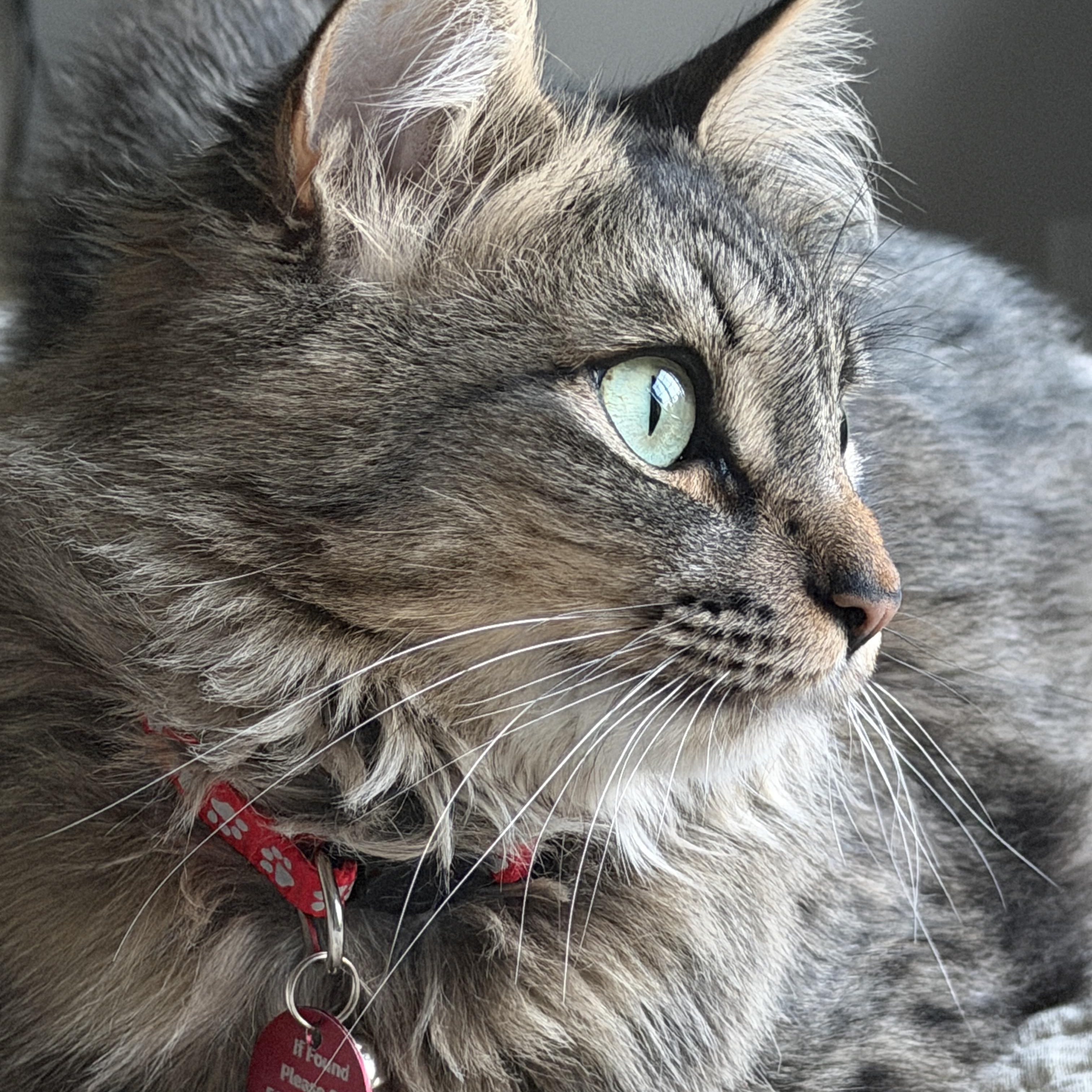 Momma Lola, an adoptable Tabby in Pasco, WA image 2/6