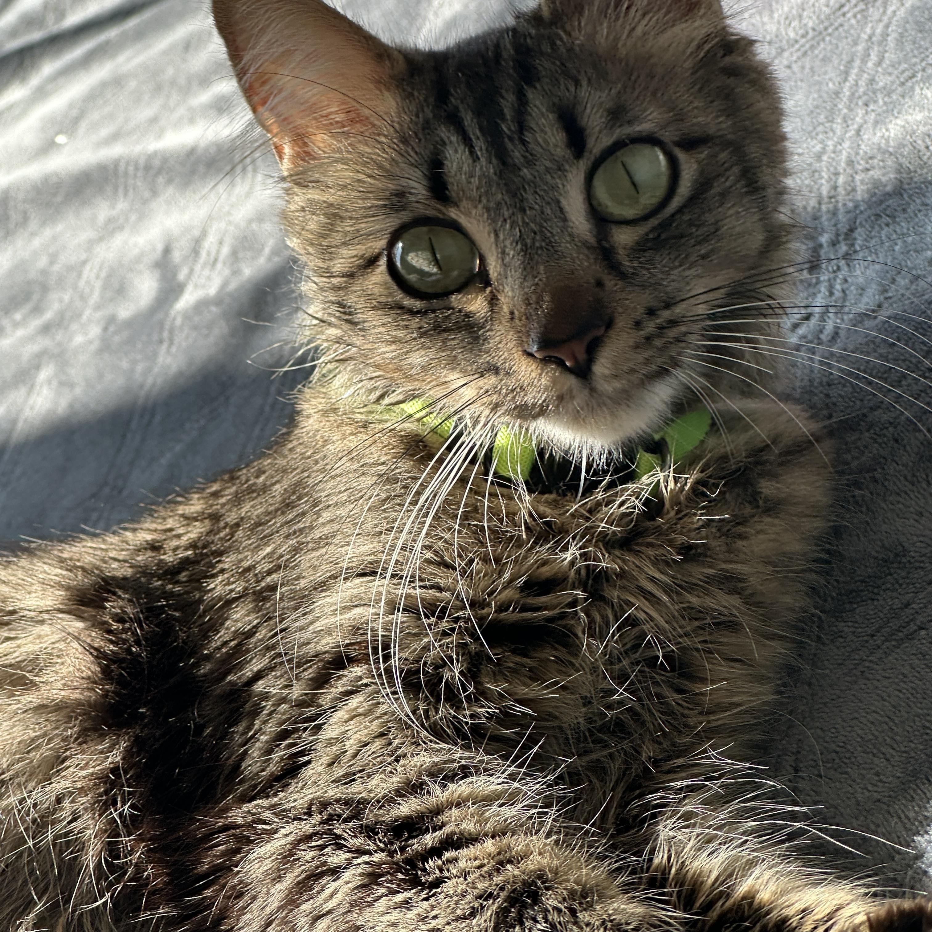 Enlarge Momma Lola, a ADOPTABLE Tabby in Pasco, WA image 3/4
