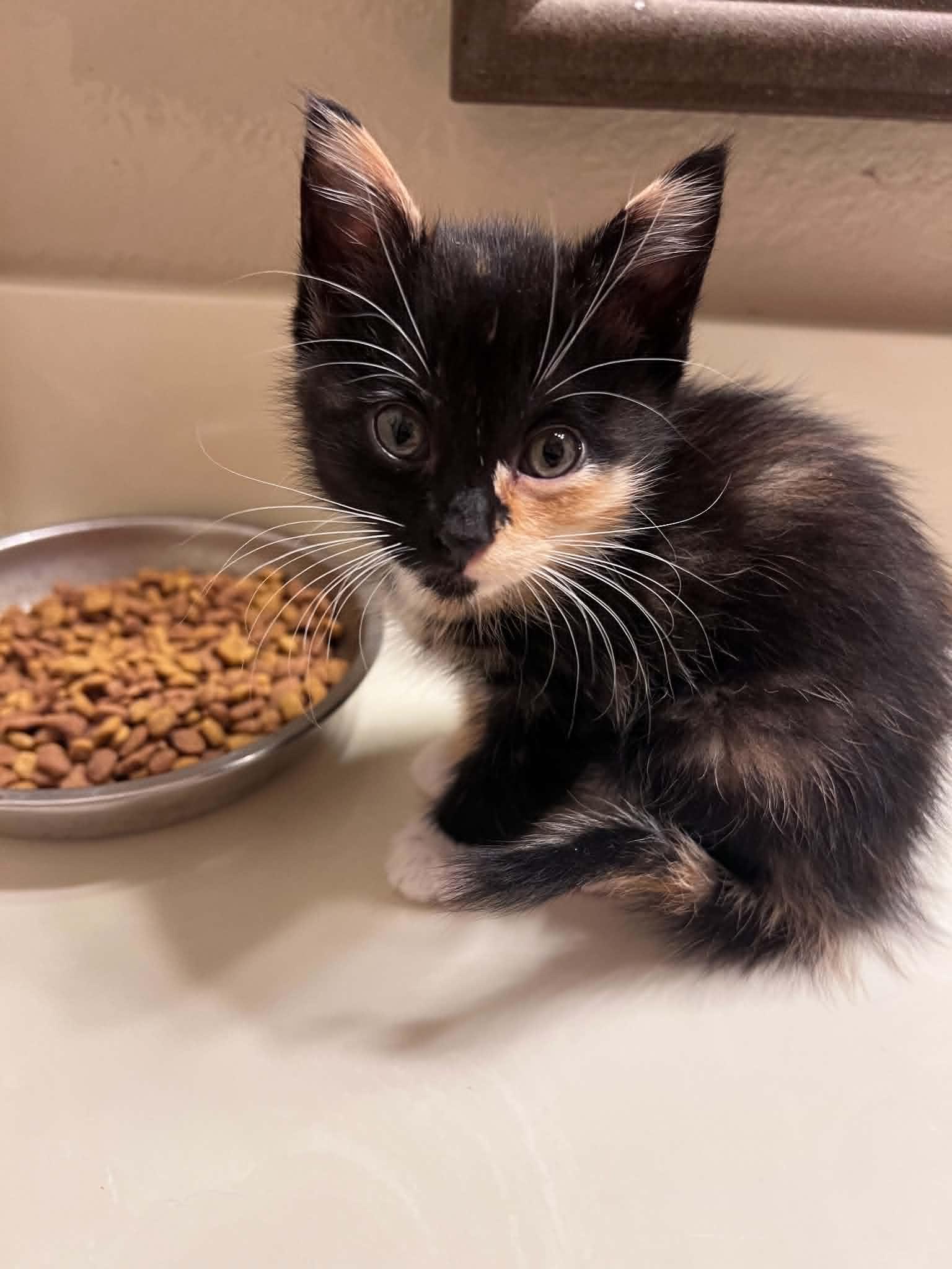 Rosemary, an adopted Calico in Mansfield, TX image 2/2