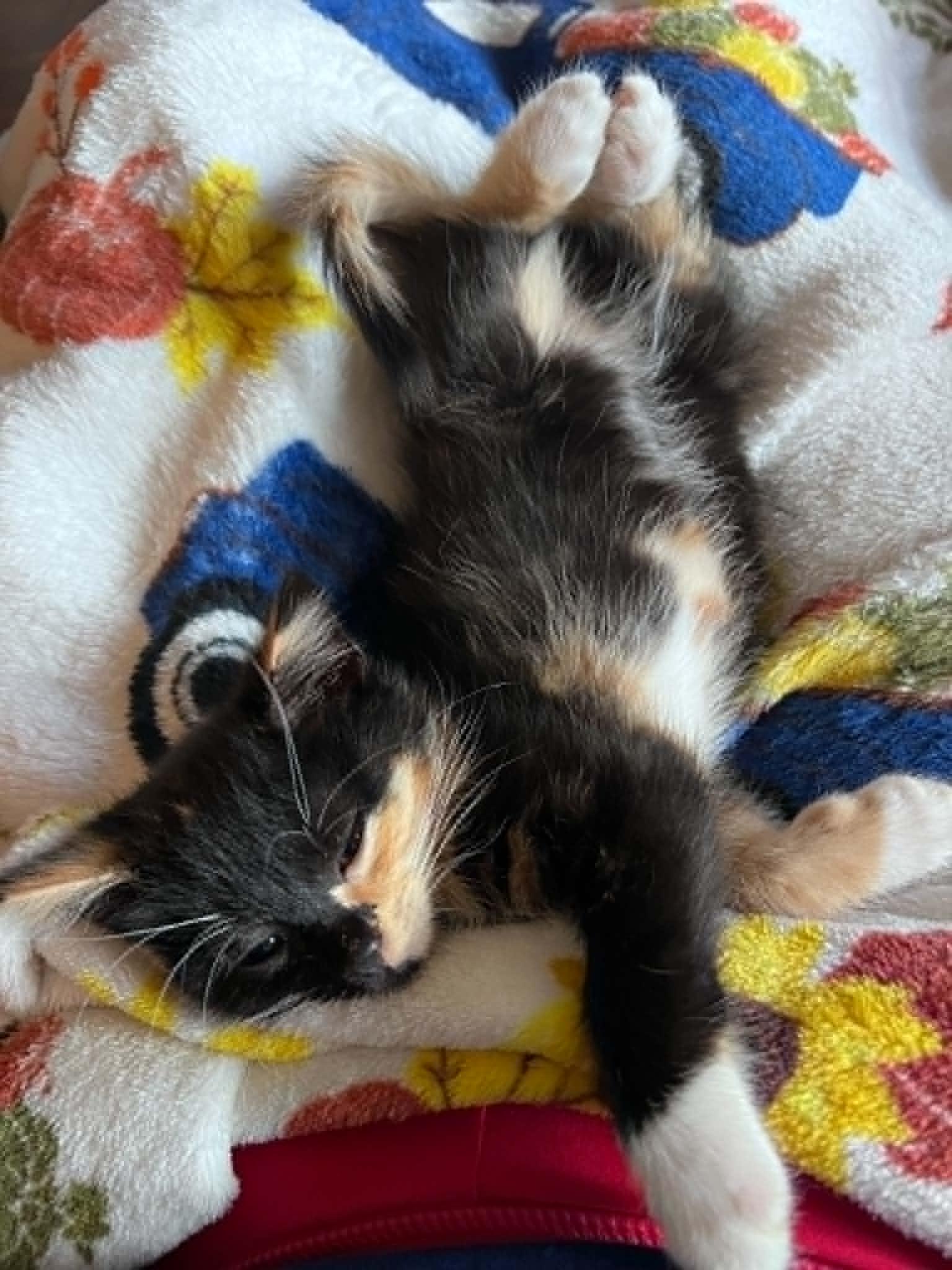 Rosemary, ADOPTABLE, Young Female Calico.